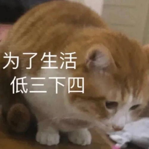 可爱猫猫表情包为了生活