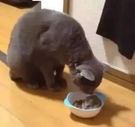 蓝猫吃饭的时候,一只仓鼠迷路跑进它碗里,懵逼猫咪这是加餐吗