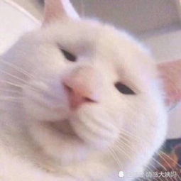 蜥蜴摇头表情包