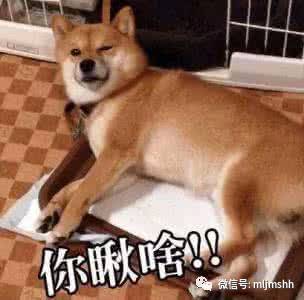 萌萌哒的汪星人,为美乐家代个言