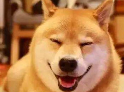 柴犬嫌弃的表情包狗狗