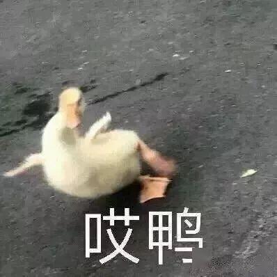 本周末又泡汤