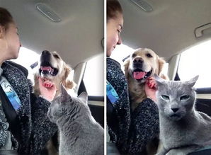 想让猫狗世纪大和解不存在的
