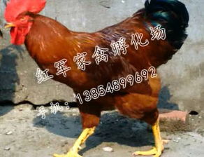 山东380红公鸡多少钱价格山东380红公鸡多少钱厂家批发钱眼网