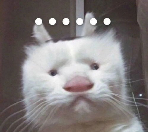 奇怪的猫咪表情包增加了