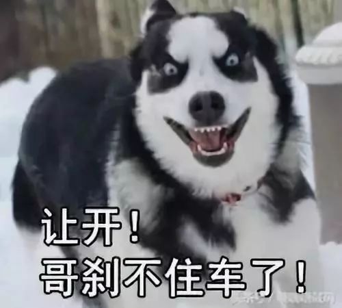 额o有人捡到想养就养,我遭不住了二哈主人这份寻狗启示笑喷网友