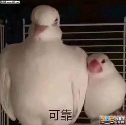 我又不是小孩子了没关系的图片痴呆可靠鸟表情包图片下载乐游网游戏下载
