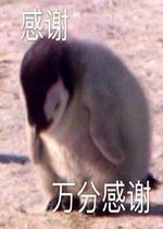 跪下谢谢的表情包表情