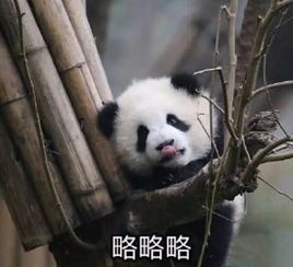 历时10年蜀龙路开通是时候重新审视这个板块的价值了