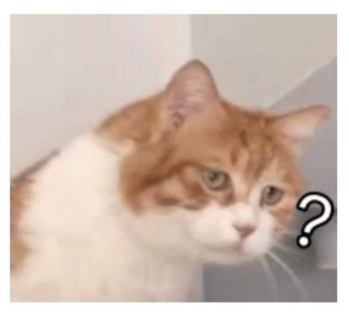 猫猫表情包