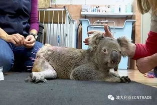 针灸治疗呆萌考拉全球股民的世界悲