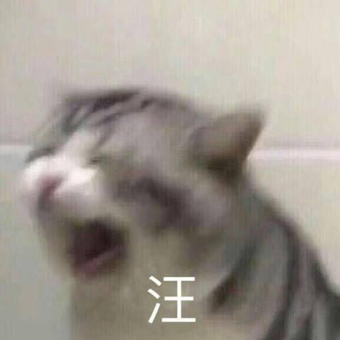 表情包围观你们的爱情故事
