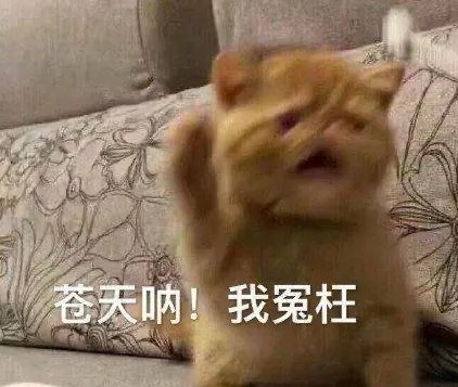 为何100的人类对猫咪无法抵抗我们得出了惊人的答案