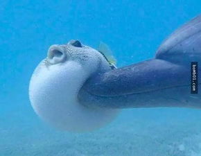 河豚在海里散步却惨被屁孩海豚撞飞,出车祸的经典表情害大家笑倒