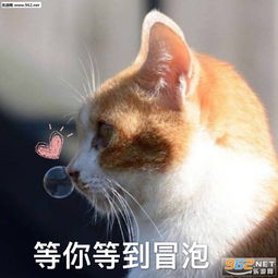 介绍一下我对象搞笑表情包图片你是要讲道理还是要我猫咪表情包下载乐游网游戏下载