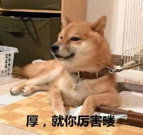 夏日空投表情包动物篇