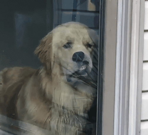 不小心睡过头的金毛犬,醒来发现主人要走了,愤怒的表情瞬间出现