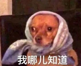 沙雕小动物表情包越可爱,越萌,越骚