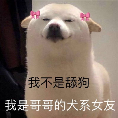 沙雕表情包我不是舔狗我是哥哥犬系女友
