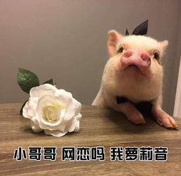 斗图搞笑表情包小哥哥,打游戏吗