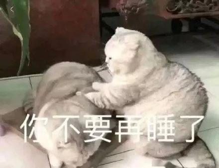 表情包今日份沙雕