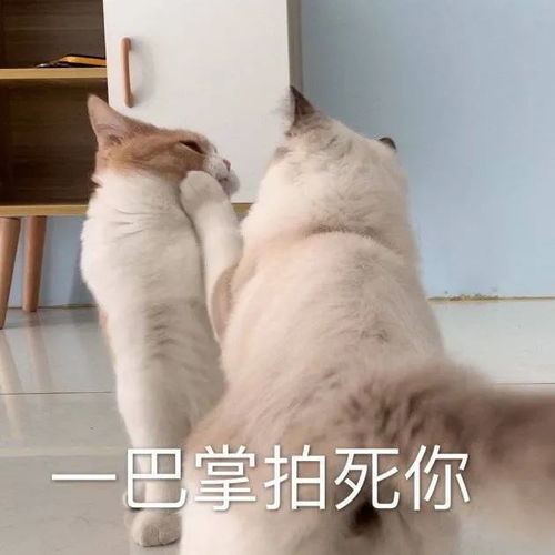表情包强制消音