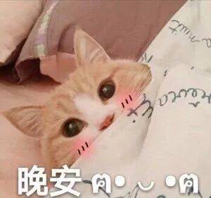 撒娇小猫咪表情包