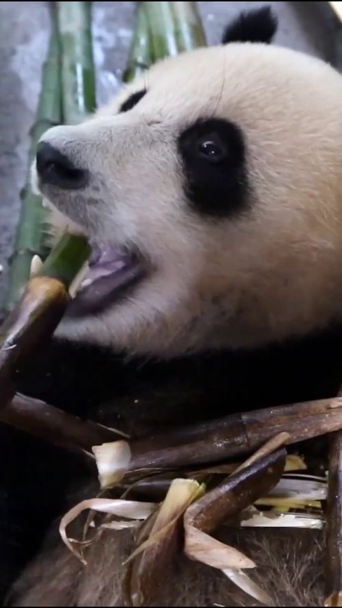 怪不得熊猫喜欢吃竹子,一口咬下嘎嘣脆,看的我都流口水了