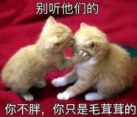 调侃汪峰和胡一天,还把最火的电视剧嘲了个遍这底是什么鬼综艺啊