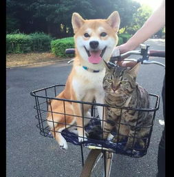 主人把柴犬和猫放车筐,结果它们表情却反差太大,猫是有多嫌弃