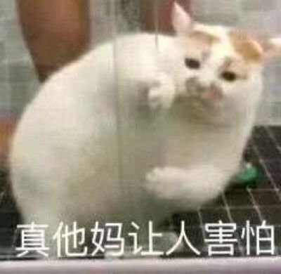 热门内容堆糖,美图壁纸兴趣社区情侣头像,手机壁纸,表情包,头像,高清壁纸,图片,图片下载