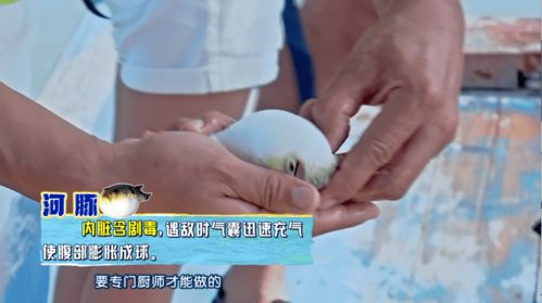 前方高能把河豚都气出表情包的萌娃,究竟有多猛文末有互动大奖