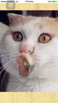 求这张猫的表情包原图,非常感谢