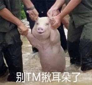 近期微信网红表情包小猪