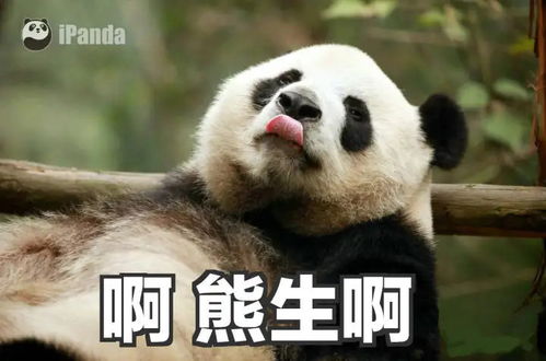 可爱熊猫表情包第一弹