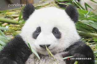 从小可爱到大的动物这说的不就是大熊猫嘛