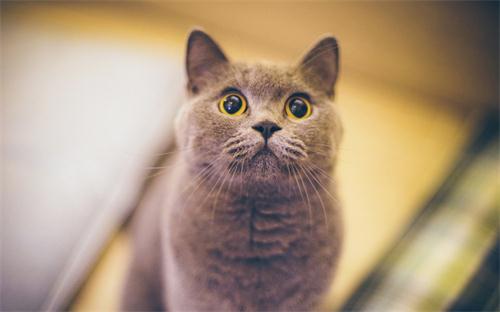 猫吃零食越吃越挑,猫吃零食会越吃越挑吗