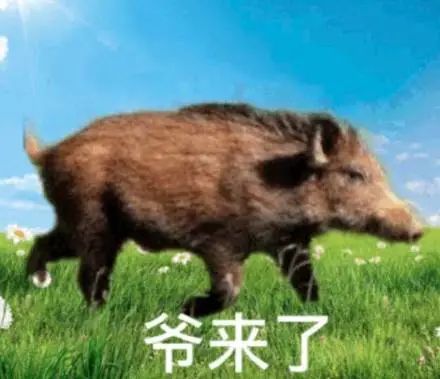 搞笑野猪表情包,爷来了你完了