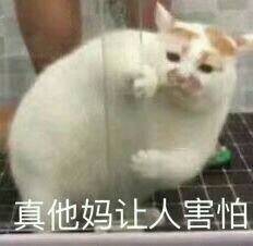 这只猫叫什么名字啊好想很火绰号也行想搜集一些这只猫的表情包