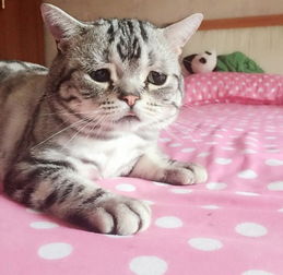 小猫天生苦瓜脸走红被称世界上最悲伤喵星人