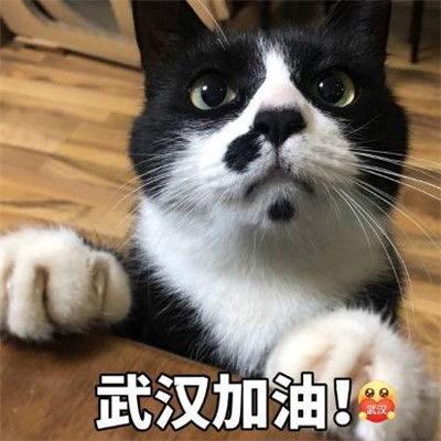 武汉加油祝福表情包,萌宠为武汉加油文字头像表情包