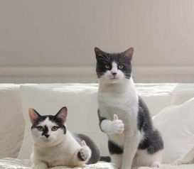 搞笑猫咪竖起了大拇指表情包,老哥稳