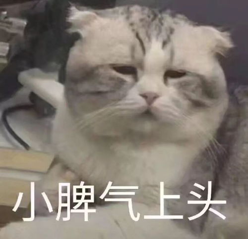 陶言无忌来自亲戚们灵魂深处的拷问