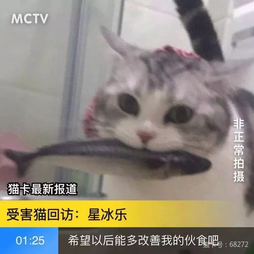 怎样成为一只月入10万的猫