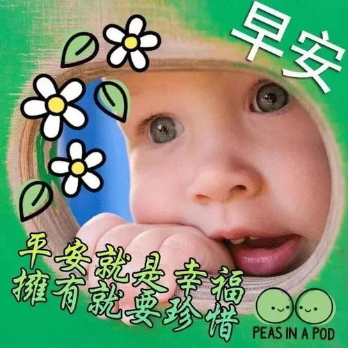 上午好新版问候图片鲜花带字,微信很暖心问候语录最新