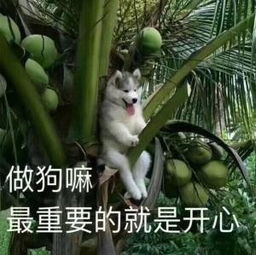 600可以收台se吗