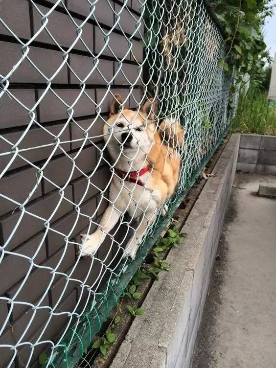 柴犬,谜样的生物,神奇的脑回路