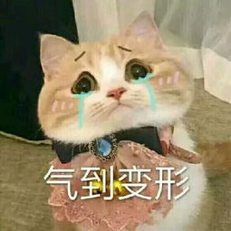 猫咪表情包我懂了,我就是你可有可无的网友
