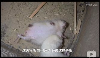当竹鼠遇上有100种理由要吃它的人,新晋第一网红表情包火了