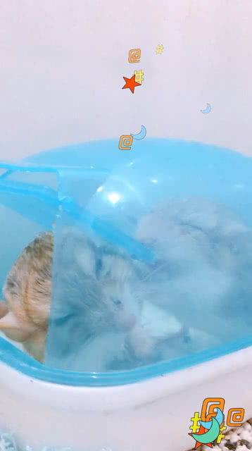 两只仓鼠打架,其中一只仓鼠的表情太逗了